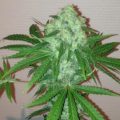 De 11 leukste stoner-videogames