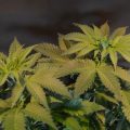 MC White Kush, Cheese en nieuwe spullen