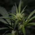 Doe jezelf een lol en hotbox je hoofd