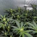 Opgraving Siberië bewijst: cannabis pijnstiller in Bronstijd