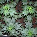 Kroblo kweekt groene wietvruchten