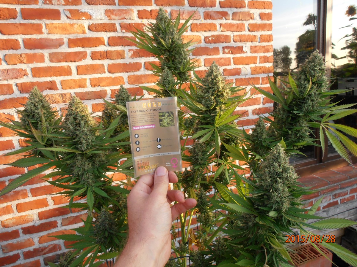 Fast Bud Outdoor