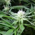 Grootste cannabis & kankeronderzoek ooit
