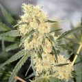 Doe jezelf een lol en hotbox je hoofd