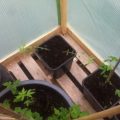 Steentijd Stoners - Hoe onze voorouders high werden (part I)
