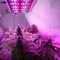De 11 leukste stoner-videogames