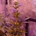 VOC: Toekomst Cannabis Social Clubs