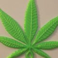 Grootste cannabis & kankeronderzoek ooit
