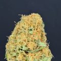De beste anti-War on Drugs speech ooit
