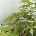Alain Bollen - Het gedrocht van de Belgische wet inzake cannabis