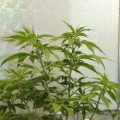 6 x waarom cannabis helpt bij migraine!