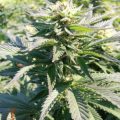 De 11 leukste stoner-videogames