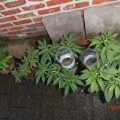 Alain Bollen - Het gedrocht van de Belgische wet inzake cannabis