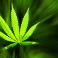 Mr. Veldman - Burgemeesters op de bres voor Cannabis Social Clubs?!