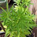 Justitie 2 keer plat op de bek in coffeeshop-zaken