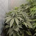 Justitie 2 keer plat op de bek in coffeeshop-zaken