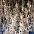 Zo zonde - plantage met 700 wietplanten uitgedroogd
