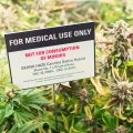 Cannabis patiënten in gesprek met burgemeester Tilburg over thuisteelt