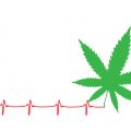 Ministerie van Justitie denkt in geheim over regulering cannabisteelt