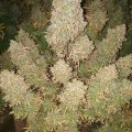 Alain Bollen - Het gedrocht van de Belgische wet inzake cannabis