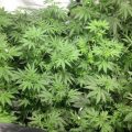 Pothead's test: buitenwiet, binnenwiet LED's en autoflowers!