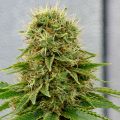 Cheese down, CBD Medi Kush to go!