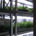 Het kan in Almere: wietkwekerij met 11.735 planten!