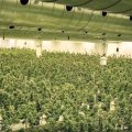 Canadese (T)weed voor Duitse patiënten