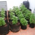 DIY-tip: maak je eigen Smart Pot van worteldoek