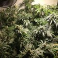 420 Strain testing, de eerste buit is binnen...