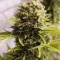 Bud Babe: Bubba Cheese Auto