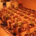 Beter stekken trekken met Bio Clone