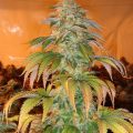 Bud Babe: Spoetnik#1