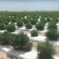 Vakantievideo: wietplanten tot aan de horizon!