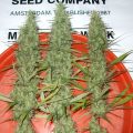 Bud Babe: Desfrán