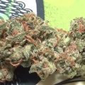 Alain Bollen - Het gedrocht van de Belgische wet inzake cannabis