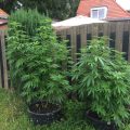 Dr Kush & Dr Purple genieten van autoflower toppen
