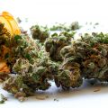 MEDICINALE en RECREATIEVE cannabis - 4 verschillen