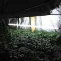Tips & tricks voor meer wiet #4 - UVB licht