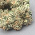 De vele cannabislevens van Pothead Sativa