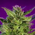 Bud Babe: Purple Valley OG