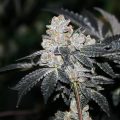 Bud Babe: Royal Cookies