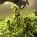 De enorme oogst van ACDC (21% CBD!)