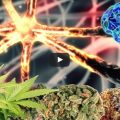 Werking van cannabis - Het endocannabinoïde systeem