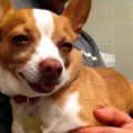 Peanut de chihuahua zo stoned als een kanarie