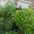 Politie Nijmegen rukt uit voor... twee wietplanten