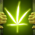 Bijwerking van cannabismedicijn: politie bij Parkinson-patiënt Anna