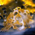 Ook edibles & concentraten vereisen regulering!