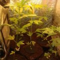 Doe jezelf een lol en hotbox je hoofd