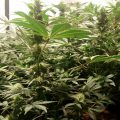 Sensi Star onder led, bloeiweek 5